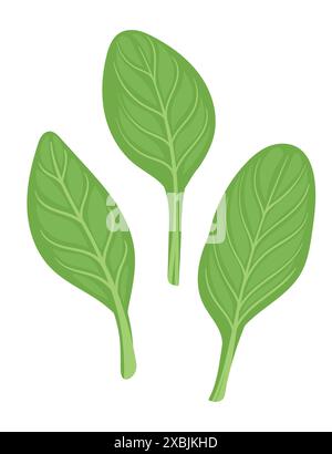 Feuilles vertes d'épinards frais salade organique savoureuse illustration vectorielle de conception simple isolée sur fond blanc. Illustration de Vecteur