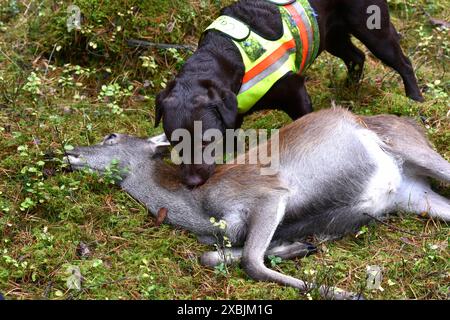 Impressionen Herbst-Drückjagd Drückjagd Hochwild Jagd Impressionen *** impressions course automnale chasse chasse au gros gibier impressions Banque D'Images