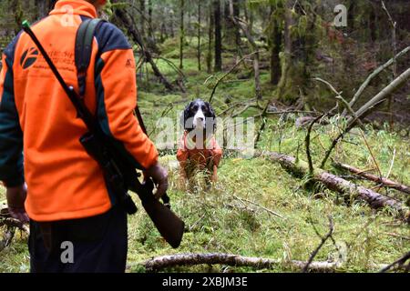 Impressionen Herbst-Drückjagd Drückjagd Hochwild Jagd Impressionen *** impressions course automnale chasse chasse au gros gibier impressions Banque D'Images