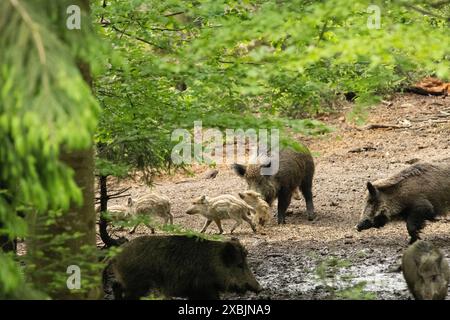 Schwarzwild, Wildschweine im mai, Bestandszählung, Frischlinge Wildschweine im Frühling Schwarzwild im Frühlingswald *** sanglier, sanglier en mai, Banque D'Images