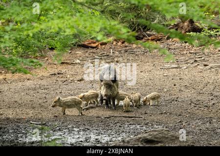 Schwarzwild, Wildschweine im mai, Bestandszählung, Frischlinge Wildschweine im Frühling Schwarzwild im Frühlingswald *** sanglier, sanglier en mai, Banque D'Images