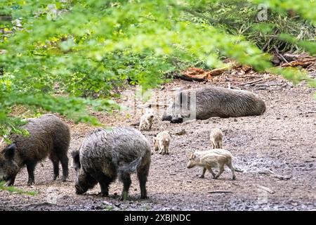 Schwarzwild, Wildschweine im mai, Bestandszählung, Frischlinge Wildschweine im Frühling Schwarzwild im Frühlingswald *** sanglier, sanglier en mai, Banque D'Images