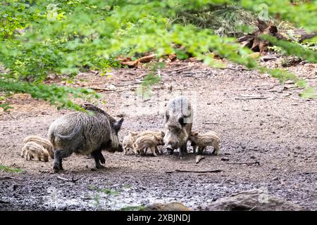 Schwarzwild, Wildschweine im mai, Bestandszählung, Frischlinge Wildschweine im Frühling Schwarzwild im Frühlingswald *** sanglier, sanglier en mai, Banque D'Images