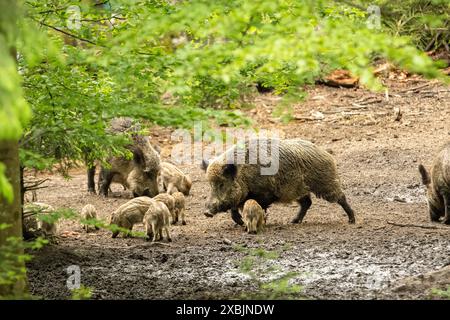 Schwarzwild, Wildschweine im mai, Bestandszählung, Frischlinge Wildschweine im Frühling Schwarzwild im Frühlingswald *** sanglier, sanglier en mai, Banque D'Images