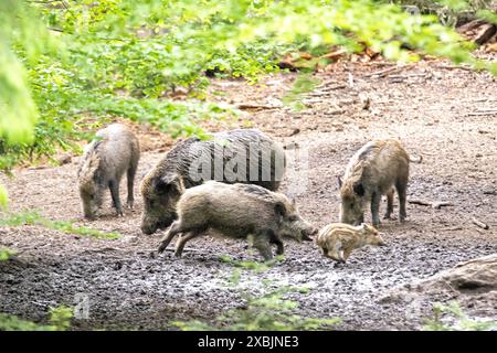 Schwarzwild, Wildschweine im mai, Bestandszählung, Frischlinge Wildschweine im Frühling Schwarzwild im Frühlingswald *** sanglier, sanglier en mai, Banque D'Images