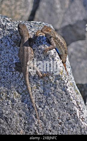 Deux lézards de clôture de l'ouest, Sceloporus occidentalis, sur des rochers le long du sentier Alameda Creek à Union City, en Californie Banque D'Images