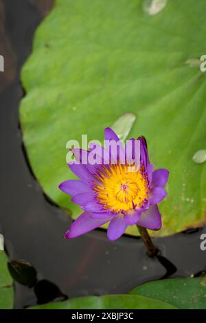 Convaincant, éblouissant, excellent, intrigant naturel gros plan, haute résolution, portrait de plante à fleurs de Lotus Flower, Nelumbo nucifera, Hanoi Banque D'Images
