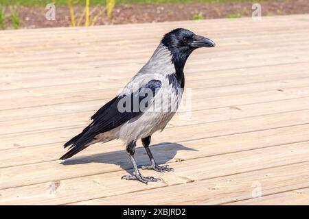 un corbeau sur un plancher de planche en bois par une journée ensoleillée Banque D'Images