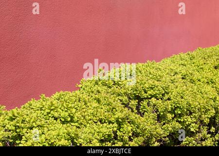 feuilles vertes et petites sur un mur rouge Banque D'Images