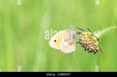 Petit papillon oiseau de prairie assis sur une fleur dans un pré alpin vert, petit insecte de bruyère au printemps, Coenonympha pamphilus Banque D'Images