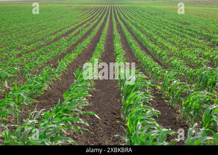 Les plantations vertes poussent dans le champ. Rangées de légumes. Agriculture, agriculture. Paysage avec terres agricoles. Banque D'Images