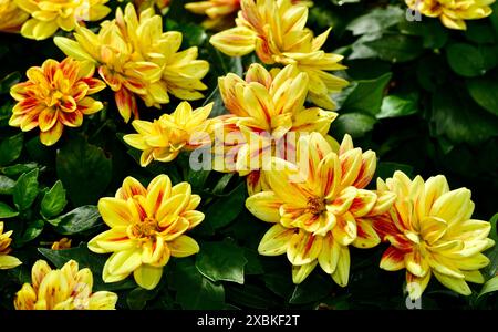 Un gros plan de fleurs de dahlia jaunes et rouges vibrantes en pleine floraison avec des feuilles vertes luxuriantes. Banque D'Images