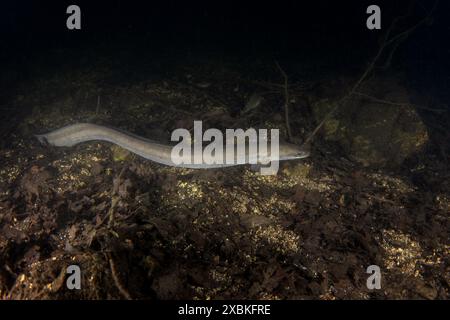 L'anguille européenne se cache sur le fond. Anguille en eau douce. Plongée nocturne dans le lac. Les poissons rares ressemblent à des serpents. Banque D'Images