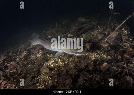 L'anguille européenne se cache sur le fond. Anguille en eau douce. Plongée nocturne dans le lac. Les poissons rares ressemblent à des serpents. Banque D'Images