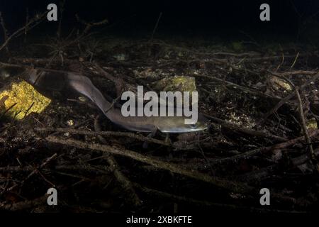 L'anguille européenne se cache sur le fond. Anguille en eau douce. Plongée nocturne dans le lac. Les poissons rares ressemblent à des serpents. Banque D'Images