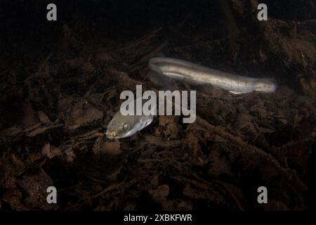 L'anguille européenne se cache sur le fond. Anguille en eau douce. Plongée nocturne dans le lac. Les poissons rares ressemblent à des serpents. Banque D'Images