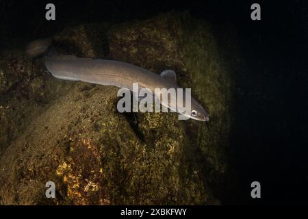 L'anguille européenne se cache sur le fond. Anguille en eau douce. Plongée nocturne dans le lac. Les poissons rares ressemblent à des serpents. Banque D'Images