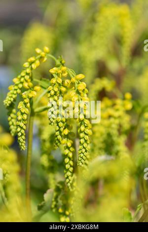 Gros plan d'une goutte d'or (ombilicus oppositifolius) plante en fleur Banque D'Images