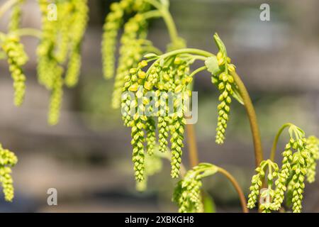 Gros plan d'une goutte d'or (ombilicus oppositifolius) plante en fleur Banque D'Images