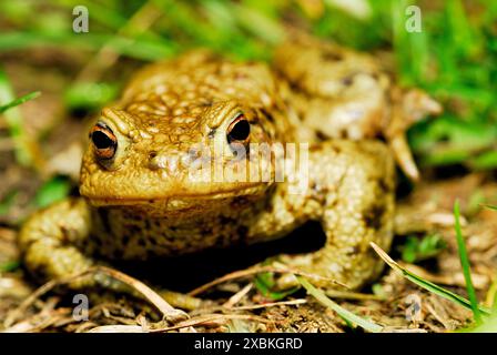 Crapaud commun (Bufo bufo) à Zaluzi, Cesky Krumlov, République tchèque Banque D'Images
