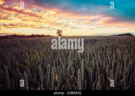 Vue de paysage d'un champ de culture au coucher du soleil, tourné à Fribourg, Suisse Banque D'Images