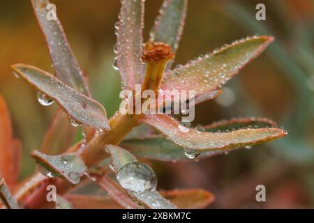 Gouttes de pluie sur une plante commune d'aspersion, euphorbia nicaeensis, dans la zone naturelle de ​​San Antonio, Alcoy, Espagne Banque D'Images