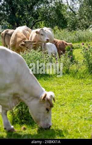 Troupeau de bovins, vaches laitières, pâturage dans la Styrumer Ruhrauen, Mülheim an der Ruhr, NRW, Allemagne, Banque D'Images