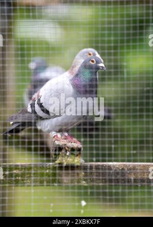 Pigeons porteurs, dans un pigeonnier, pigeonnier, Mülheim, NRW, Allemagne, Banque D'Images