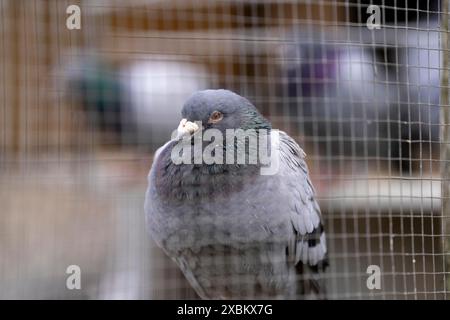 Pigeons porteurs, dans un pigeonnier, pigeonnier, Mülheim, NRW, Allemagne, Banque D'Images