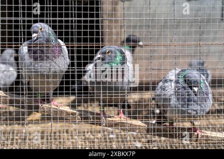 Pigeons porteurs, dans un pigeonnier, pigeonnier, Mülheim, NRW, Allemagne, Banque D'Images