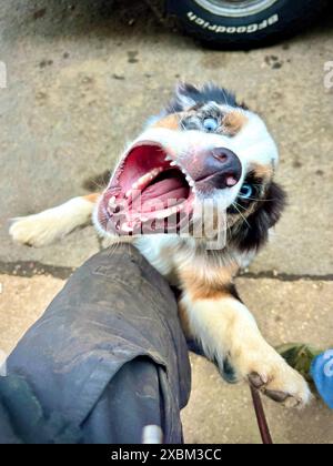 Chien chiot berger australien mignon jouant avec les dents ouvertes sautant autour Banque D'Images