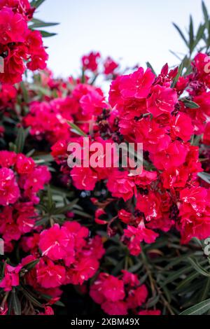 Spectaculaire Oleander rose avec fond blanc Banque D'Images