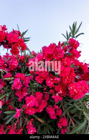 Spectaculaire Oleander rose avec fond blanc Banque D'Images