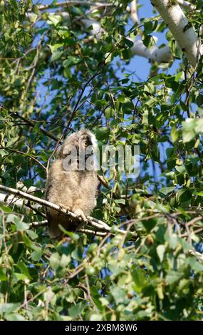 Hibou à longues oreilles (Asio otus), jeune oiseau dans un bouleau, juin, Saxe, Allemagne Banque D'Images