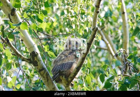 Hibou à longues oreilles (Asio otus), jeune oiseau dans un bouleau, juin, Saxe, Allemagne Banque D'Images