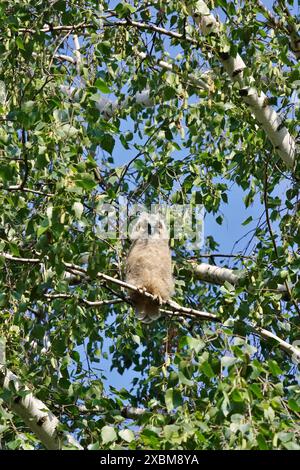 Hibou à longues oreilles (Asio otus), jeune oiseau dans un bouleau, juin, Saxe, Allemagne Banque D'Images