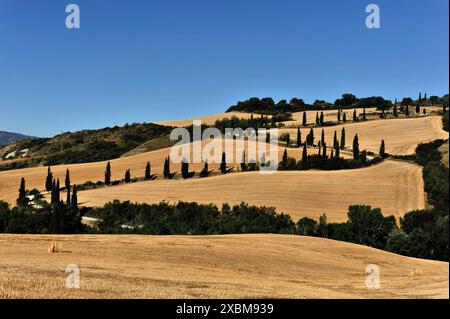 Cypress avenue la Foce, Toscane, Italie, Europe, champs courbés avec des cyprès sous un ciel bleu clair, Toscane Banque D'Images