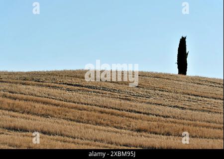 Cyprès de San Quirico d'Orcia, Val d'Orcia, Toscane, Italie, Europe, arbre solitaire sur une colline sèche avec un ciel large en arrière-plan, Toscane Banque D'Images