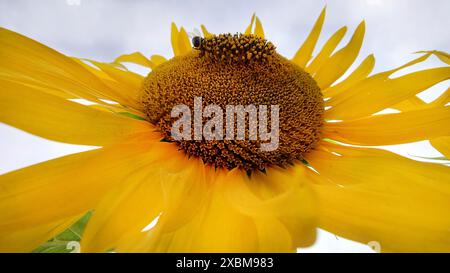 Gros plan d'un tournesol jaune vif (Helianthus) en pleine floraison sous un ciel clair Banque D'Images