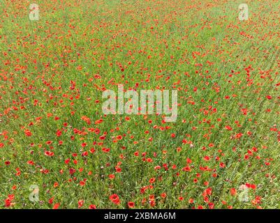 Vue aérienne, vue de haut en bas d'un champ de maïs avec fleur de pavot (Papaver rhoeas), pleine grandeur, en pleine floraison, Canton Schaffhausen, Suisse Banque D'Images