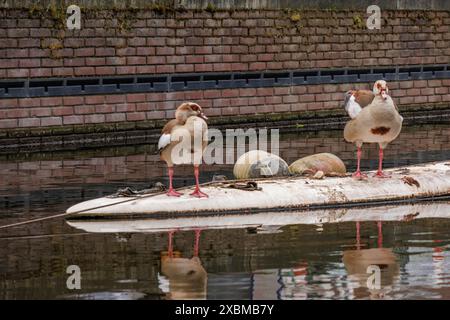 Deux canards debout sur un objet dans l'eau à côté d'un mur de béton, la Haye, pays-Bas Banque D'Images