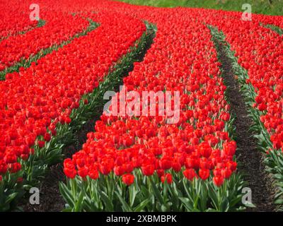 Champ de fleurs sans fin avec tulipes rouges en rangées ordonnées, amsterdam, hollande, pays-bas Banque D'Images