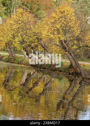 Plusieurs arbres automnaux se tiennent près de l'eau et y sont reflétés, les feuilles d'or et les branches clairsemées indiquent la saison, les hommes Banque D'Images