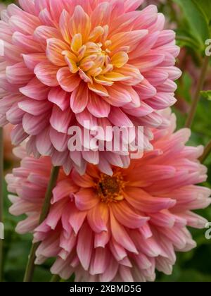Chrysanthèmes rose-jaune en plan macro couchés les uns sur les autres, Legden, Muensterland, Westphalie, Allemagne Banque D'Images
