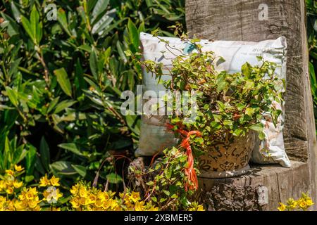 Un arrangement de jardin coloré avec un pot de plante et un coussin sur un tronc en bois, Borken, Muensterland, Rhénanie du Nord-Westphalie, Allemagne Banque D'Images