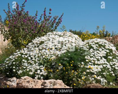 Groupe de fleurs blanches dans un paysage coloré avec ciel bleu, Gozo, mer Méditerranée, Malte Banque D'Images