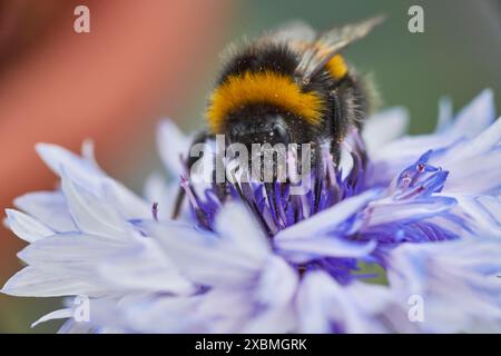 Un bourdon (Bombus) recueille le nectar d'une fleur violette en gros plan, Wismar, Mecklembourg-Poméranie occidentale, Allemagne Banque D'Images