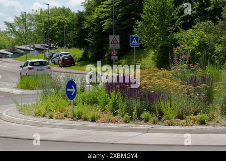 Île de trafic fleuri, zone de floraison, rond-point, trafic routier, voiture, traversée zébrée, lotissement, zone résidentielle, biodiversité, biotope Banque D'Images