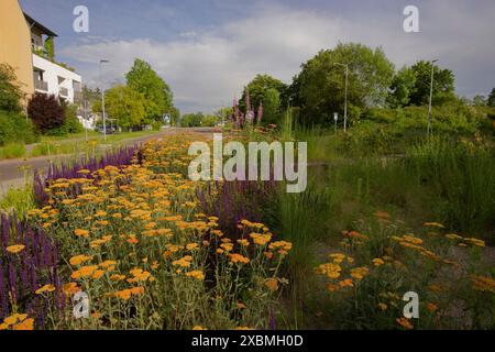 Île de trafic fleuri, zone de floraison, rond-point, trafic routier, voiture, traversée zébrée, lotissement, zone résidentielle, biodiversité, biotope Banque D'Images