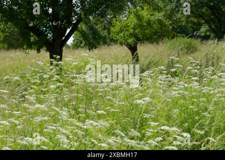 Prairie fleurie avec carotte sauvage (Daucus carota) dans le quartier résidentiel de Solpark, île de trafic fleuri, zone de floraison, logement Banque D'Images